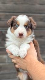 Australische herder x border collie, CDV (hondenziekte), Meerdere, 8 tot 15 weken, Meerdere dieren