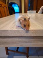 Syrische goudhamsters, Dieren en Toebehoren, Hamster, Mannelijk, December, Tam