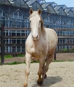 Lieve ruin te koop, Dieren en Toebehoren, E pony (1.48m - 1.57m), 7 tot 10 jaar, Ruin