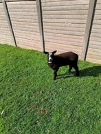 lammeren ram, Dieren en Toebehoren, Schapen, Geiten en Varkens, Mannelijk, Schaap, 0 tot 2 jaar