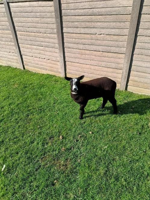 lammeren ram, Dieren en Toebehoren, Schapen, Geiten en Varkens, Schaap, Mannelijk, 0 tot 2 jaar