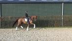 6 jr dressuur ruin met veel kwaliteit, La Vie x Vitalis, Dieren en Toebehoren, Met stamboom, Ruin, M, Dressuurpaard