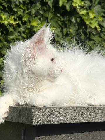 Schitterend Witte Maine Coon Poes met stamboom! beschikbaar voor biedingen