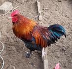 Jeune coq marans, Dieren en Toebehoren, Pluimvee