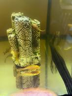 Ancistrus ( kuisers)
