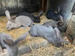 Nest vleeskonijnen, Dieren en Toebehoren, Groot