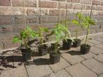 Tomaten planten, Tuin en Terras, Ophalen, Zomer, Groenteplanten