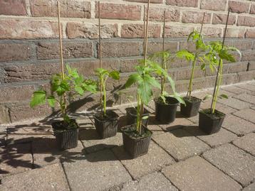 Tomaten planten beschikbaar voor biedingen