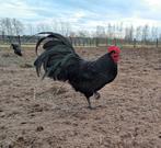 Australorp, Dieren en Toebehoren, Pluimvee