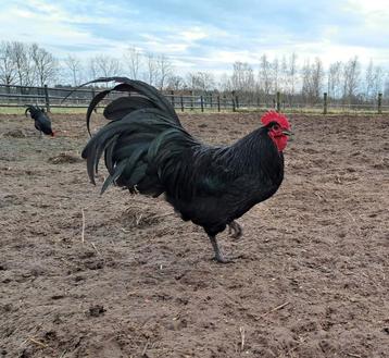 Australorp