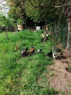 Zoek gratis kippen, Dieren en Toebehoren, Januari, Vrouwelijk