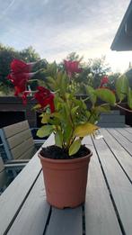 Braziliaanse jasmijn., Tuin en Terras, Ophalen