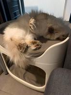 Brits langhaar cinnamon point van 2020, Dieren en Toebehoren, Katten en Kittens | Raskatten | Langhaar, Poes, Gechipt, 3 tot 5 jaar