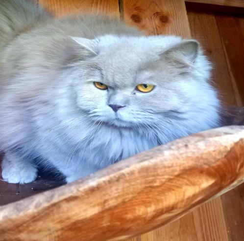 Brits Langhaar dekkater., Dieren en Toebehoren, Katten en Kittens | Raskatten | Langhaar, Kater, 3 tot 5 jaar, Met stamboom, Gechipt