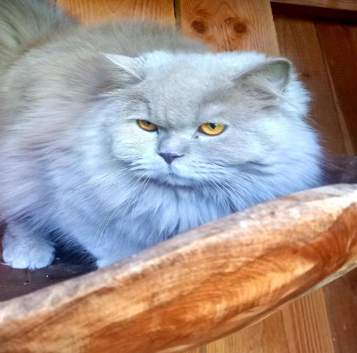 Brits Langhaar dekkater. (Niet te koop), Dieren en Toebehoren, Katten en Kittens | Raskatten | Langhaar, Kater, 3 tot 5 jaar, Met stamboom