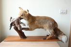 Taxidermie opgezette vos, Verzamelen, Dierenverzamelingen, Ophalen of Verzenden, Gebruikt, Opgezet dier