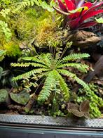 Biophytum sensitivum, Dieren en Toebehoren, Ophalen of Verzenden