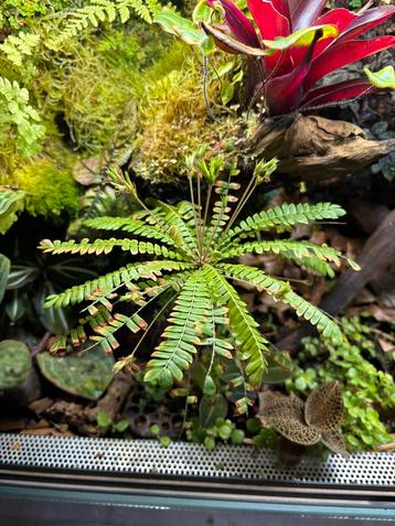 Biophytum sensitivum beschikbaar voor biedingen