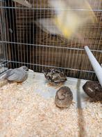 Chinese dwergkwartel, Dieren en Toebehoren