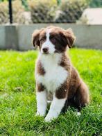 Belgische Australische herder pups te koop, Dieren en Toebehoren, CDV (hondenziekte), Meerdere, 8 tot 15 weken, Meerdere dieren