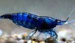 Neocaridina heteropoda  Blue Dream, Dieren en Toebehoren