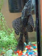 Mooie pleco kuisvis 15-20 cm, Vis