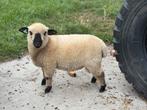 Hampshire down ram, Dieren en Toebehoren, Mannelijk, Schaap, 0 tot 2 jaar