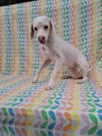 Witte juniors poedel pup reeds eerste maal geschoren, CDV (hondenziekte), Particulier, Meerdere, Meerdere dieren