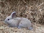Dwergkonijntjes, Dieren en Toebehoren, Meerdere dieren, Dwerg, 0 tot 2 jaar