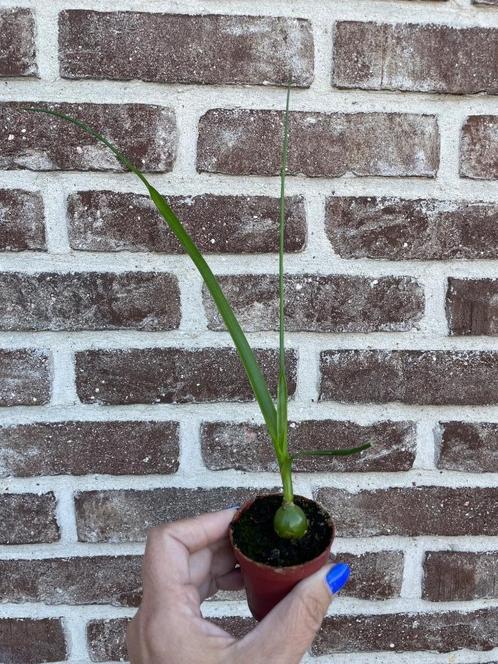 Zwangere ui, Tuin en Terras, Planten | Tuinplanten, Vaste plant, Volledige schaduw, Zomer, Ophalen