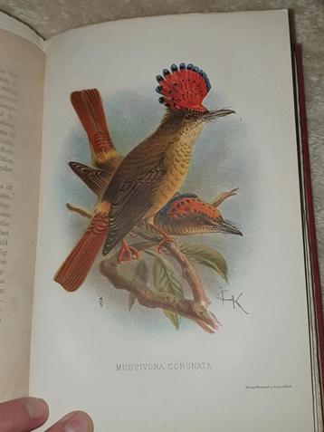 1904 A NATURALIST IN THE GUIANAS BY ANDRE 34 B/W PLATES beschikbaar voor biedingen