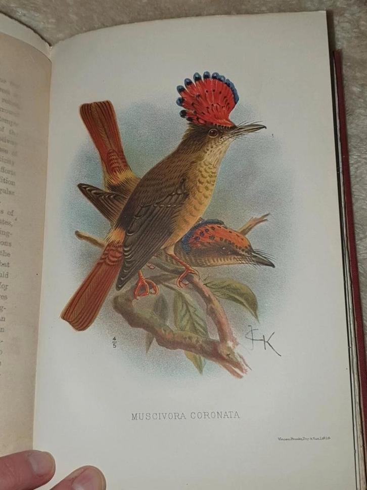 1904 A NATURALIST IN THE GUIANAS BY ANDRE 34 B/W PLATES, Antiek en Kunst, Antiek | Boeken en Manuscripten, Ophalen of Verzenden