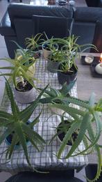 Diverse plantjes Aloë Vera -> voor schoonheid & gezondheid, Enlèvement, Plante succulente