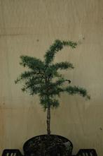 Conifère nain, Jardin & Terrasse, Enlèvement ou Envoi, Plante fixe, Couvre-sol