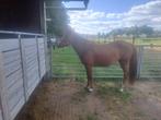 2 jarige Huzule pony, 0 tot 2 jaar, C pony (1.27m tot 1.37m), Onbeleerd, Merrie