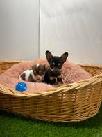 Chihuahua pups, Dieren en Toebehoren, 15 weken tot 1 jaar, Buitenland, CDV (hondenziekte), Meerdere