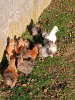 Zijdehoenders kuikens,  verschillende leeftijden en kleuren, Dieren en Toebehoren, Kip