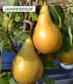 PERENBOMEN 1,75 & 2 meter: Conference, Clapps, Beurré Hardy,, Vaste plant, Fruitplanten, Lente, Ophalen