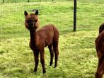 Jonge alpaca merrie 1j, Dieren en Toebehoren