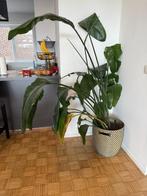 Bananenplant / bananenboom (XL), Ophalen, Overige soorten, In pot, 100 tot 150 cm