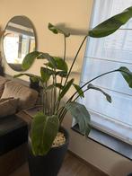 Plant, Huis en Inrichting, Kamerplanten, Ophalen