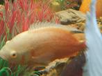 Albino oscar cichlide 25 cm, Dieren en Toebehoren, Vis