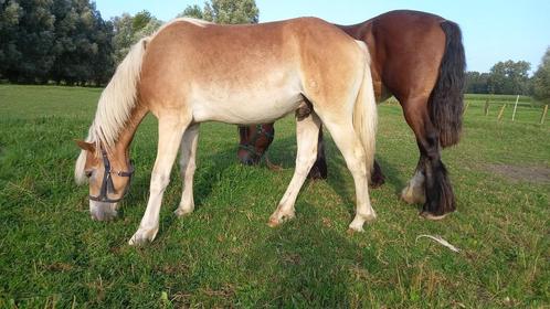 haflingerhengst van 2023 prijs 1750 euro, Animaux & Accessoires, Poneys, Étalon, Non dressé, Poney E (1.48 m - 1.57m), Poney d'attelage