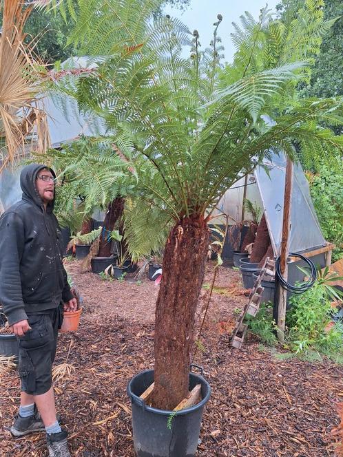 Boomvaren - Dicksonia antarctica stam 120-130, Tuin en Terras, Planten | Bomen, Ophalen of Verzenden