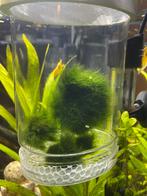 Mosballen: 1 grote en enkele kleinere, Dieren en Toebehoren, Ophalen, Nieuw, Plant(en), Steen of Hout