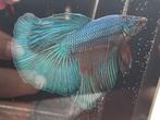 Steel blue halfmoon betta man, Dieren en Toebehoren, Vissen | Aquariumvissen, Vis