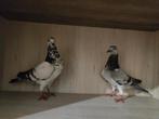 Koppel Engels tipler  met zijn jonge, Dieren en Toebehoren, Vogels | Overige Vogels