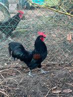 Poule de Herve - coq, Mâle