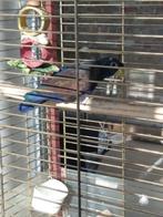 Bronsvleugel Pionus, Mannelijk, Papegaai, Geringd