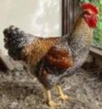 Hanen, Dieren en Toebehoren, Kip